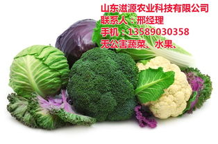 滋源農(nóng)業(yè) 淄博無公害蔬菜批發(fā)新選擇，新鮮直達(dá)餐桌