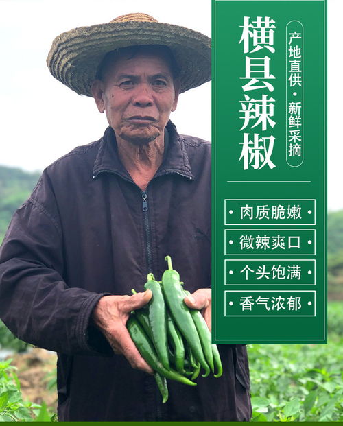 廣西橫縣農(nóng)家特產(chǎn) 青辣椒、二荊條尖椒的鮮辣風(fēng)情