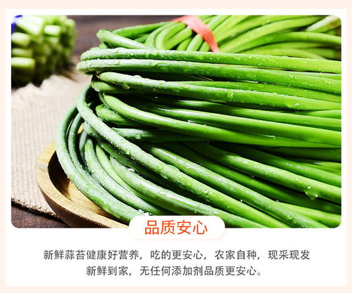 新蒜苔蒜薹蒜苗蒜毫蒜臺(tái) 河南山東新鮮蔬菜批發(fā)指南
