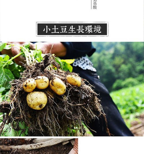 黃土高原上的金色珍寶 甘肅定西富硒小土豆，從田間到餐桌的新鮮饋贈