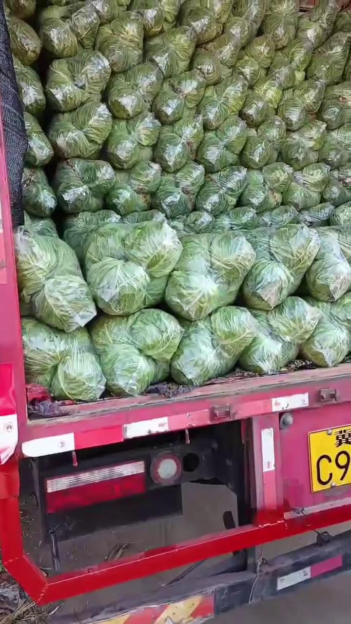 當季新品包菜綠甘藍包菜產地直發 量大從優 各種蔬菜都有